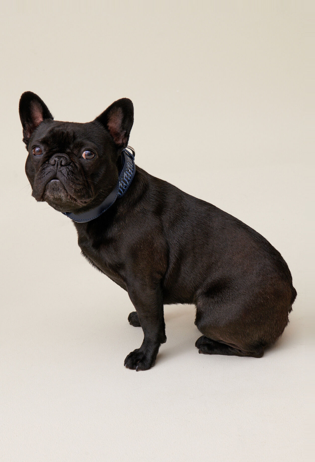 Collier chien monogramme CP